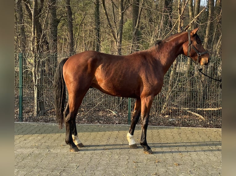 Westphalian Stallion 3 years 16 hh Brown in Verl