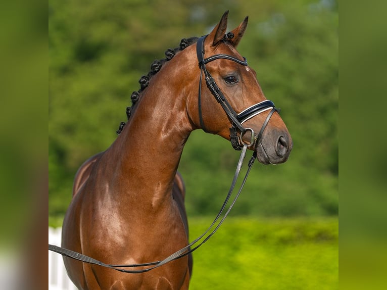 Westphalian Stallion 3 years 16 hh Brown in Münster-Handorf