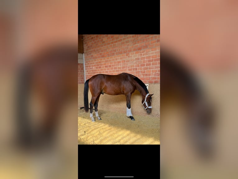 Westphalian Stallion 3 years 16 hh Brown in Pulheim