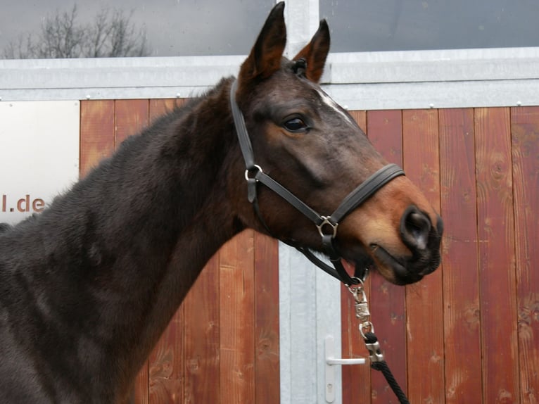 Westphalian Stallion 3 years 16 hh Brown in Dorsten