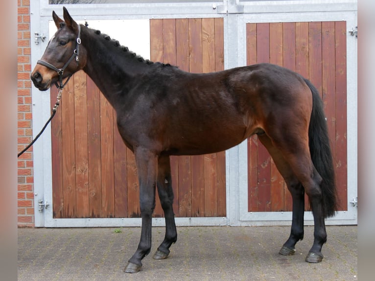 Westphalian Stallion 3 years 16 hh Brown in Dorsten