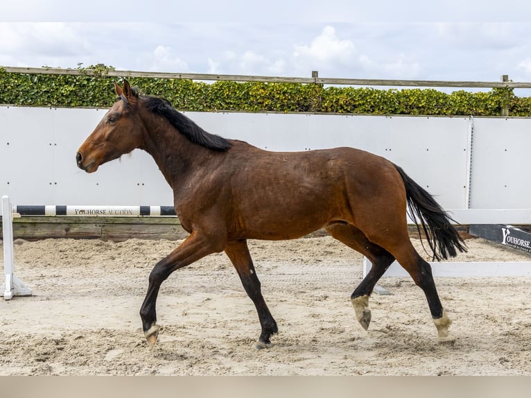 Westphalian Stallion 3 years 16 hh Brown in Waddinxveen