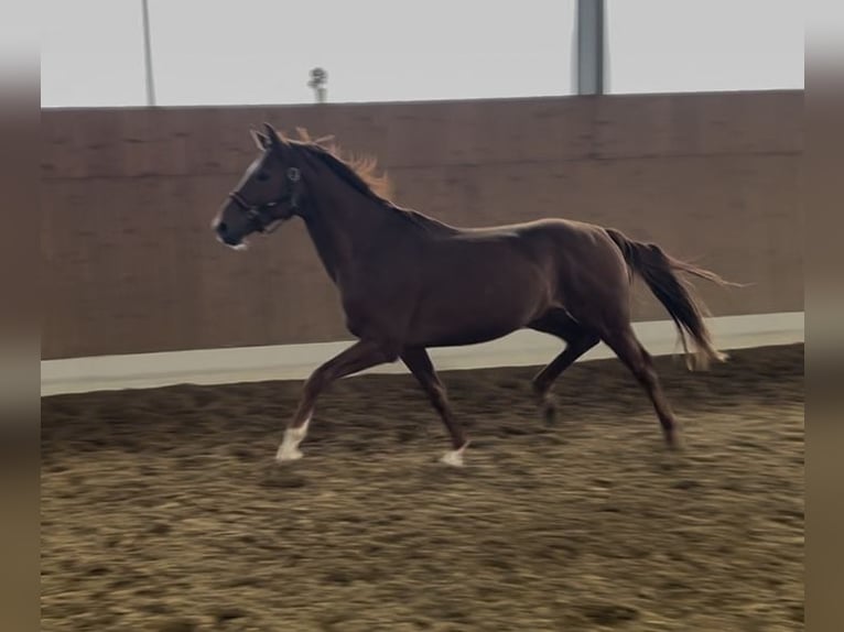 Westphalian Stallion 3 years 16 hh Chestnut-Red in Verl