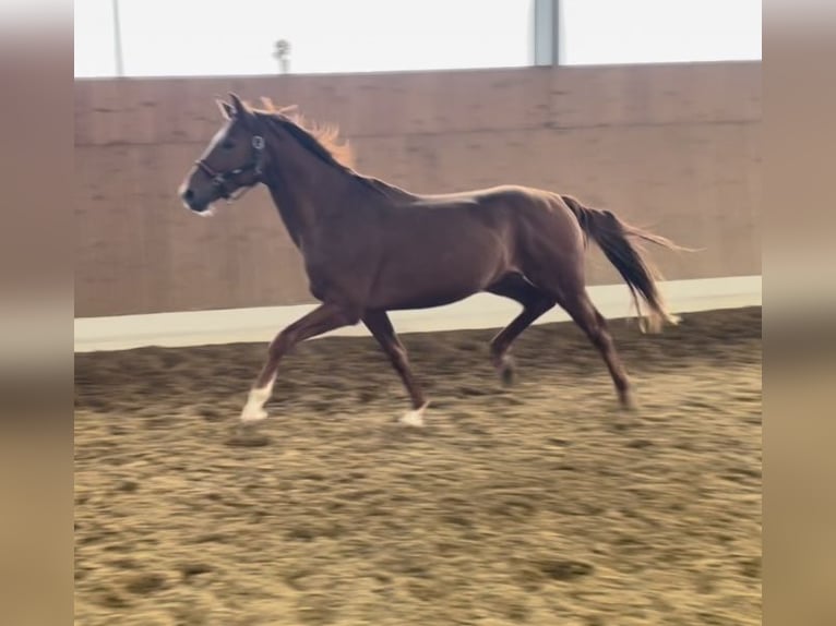 Westphalian Stallion 3 years 16 hh Chestnut-Red in Verl
