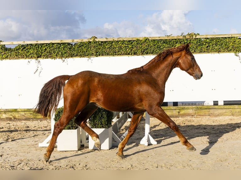 Westphalian Stallion 3 years 16 hh Chestnut-Red in Waddinxveen