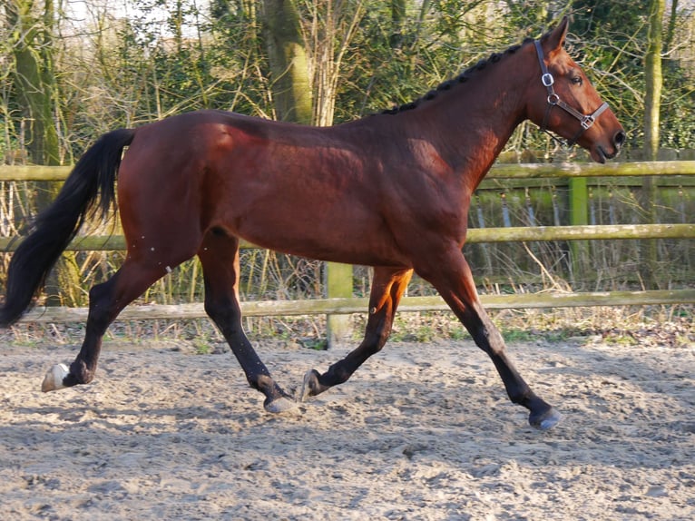 Westphalian Stallion 3 years 16 hh in Dorsten