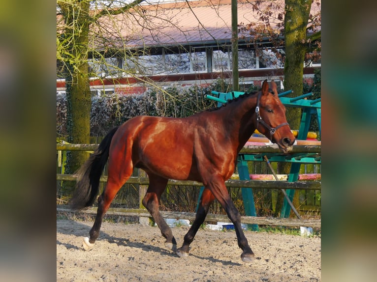 Westphalian Stallion 3 years 16 hh in Dorsten