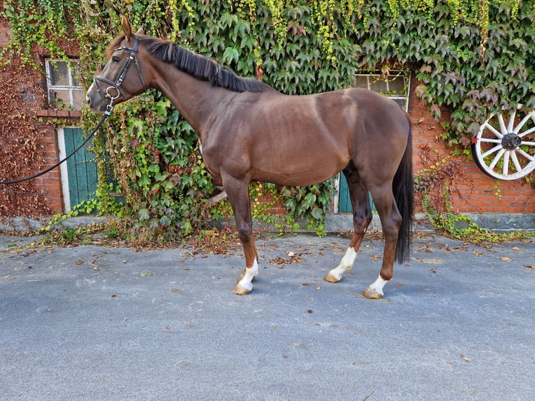 Westphalian Stallion 3 years 16,1 hh Chestnut in Rheda-Wiedenbr&#xFC;ck