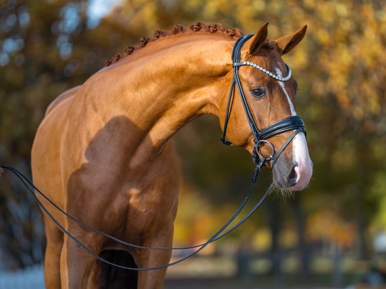 Westphalian Stallion 3 years 16,1 hh Chestnut in Redefin