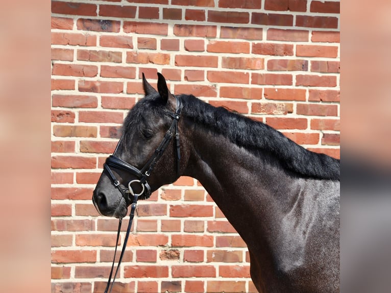 Westphalian Stallion 3 years 16,1 hh Gray in Rhede