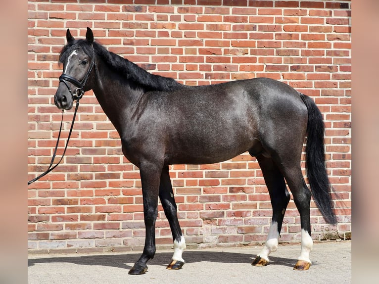 Westphalian Stallion 3 years 16,1 hh Gray in Rhede