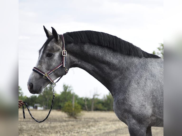 Westphalian Stallion 3 years 16,2 hh Grey in Szarvas