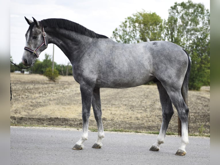 Westphalian Stallion 3 years 16,2 hh Grey in Szarvas