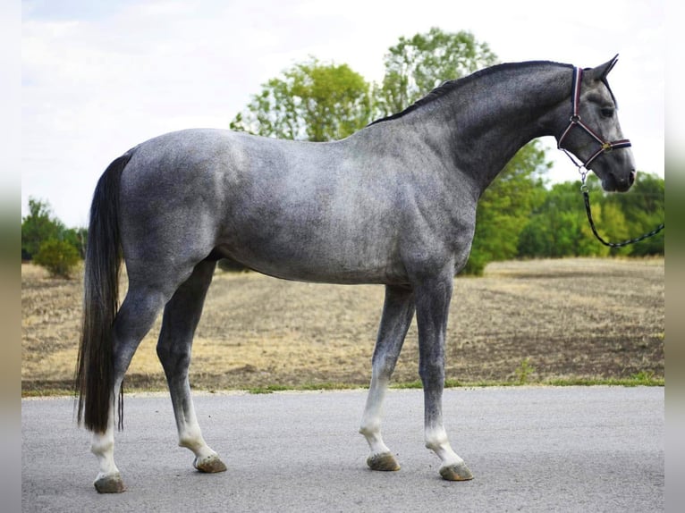 Westphalian Stallion 3 years 16,2 hh Grey in Szarvas