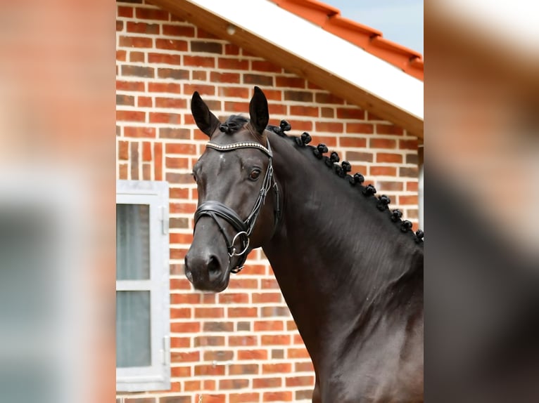 Westphalian Stallion 3 years 17 hh Smoky-Black in Bramsche