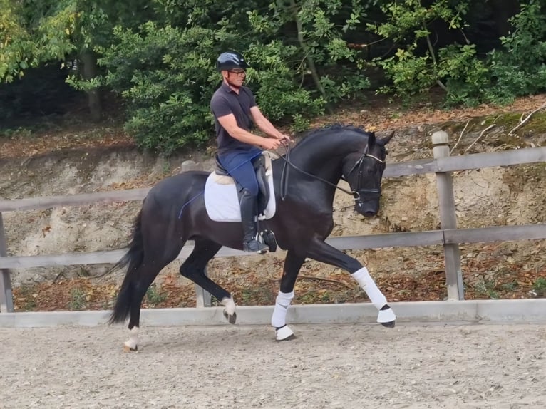Westphalian Stallion 3 years 17 hh Smoky-Black in Bramsche