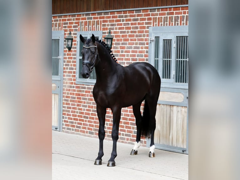 Westphalian Stallion 3 years 17 hh Smoky-Black in Bramsche