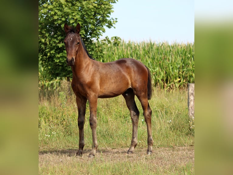 Westphalian Stallion 3 years Bay-Dark in Uetze