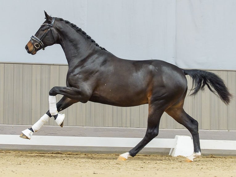 Westphalian Stallion 3 years Brown in Münster-Handorf