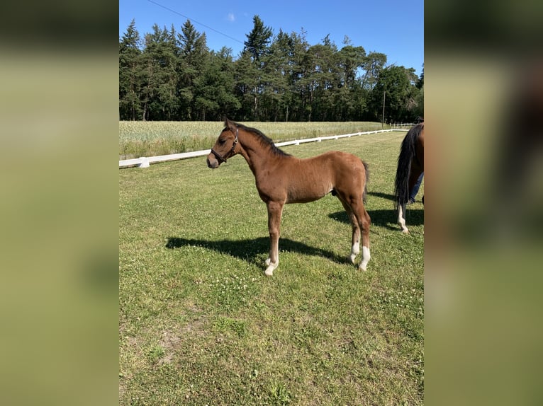 Westphalian Stallion 3 years Brown in Ostbevern