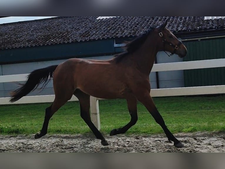 Westphalian Stallion 3 years Brown in Selm