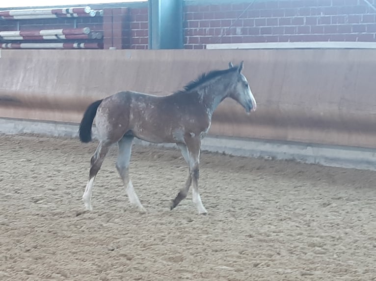 Westphalian Stallion 3 years Grey in Waldbröl Westphalian Stallion 3 years Grey in Waldbröl