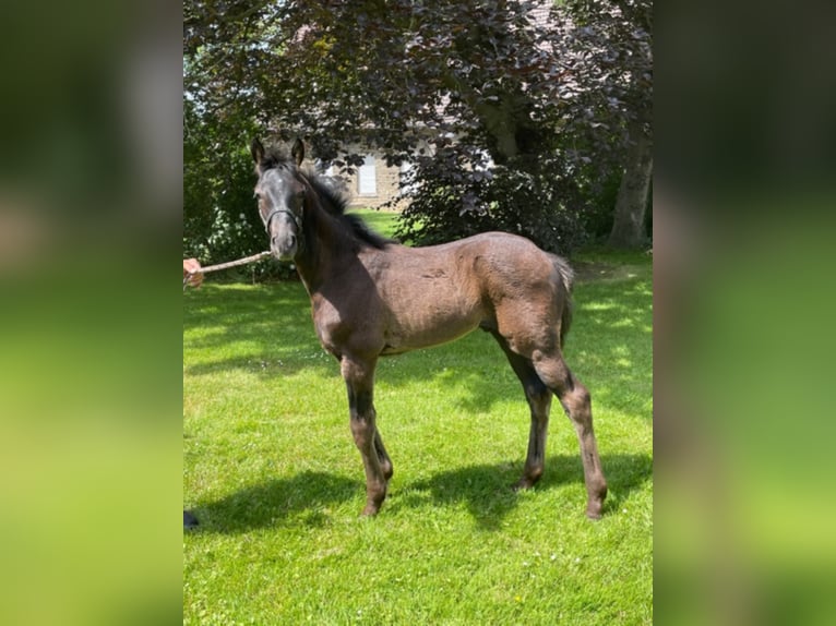 Westphalian Stallion 3 years Smoky-Black in Drensteinfurt