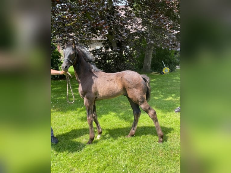 Westphalian Stallion 3 years Smoky-Black in Drensteinfurt