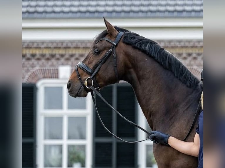 Westphalian Stallion 4 years 16,1 hh Bay in Ludwigsfelde