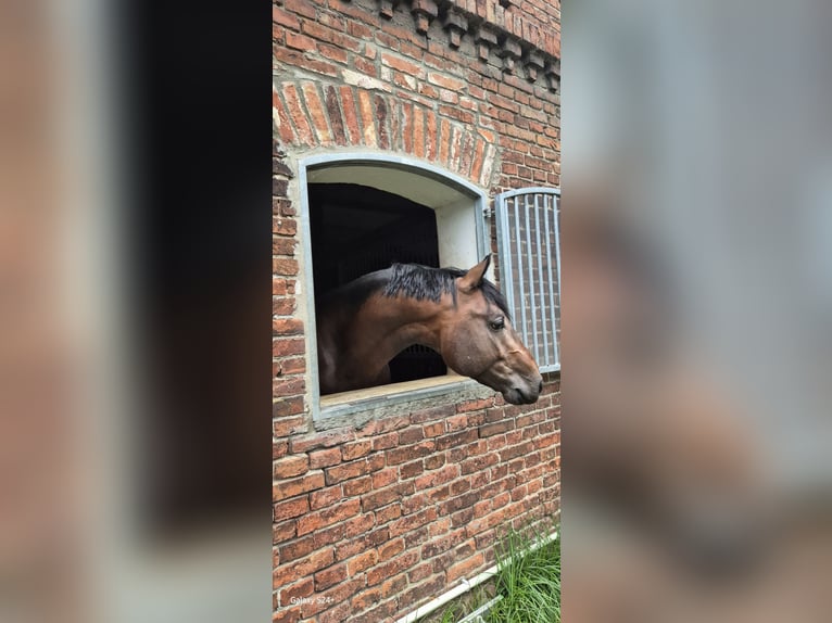 Westphalian Stallion 4 years 16,1 hh Bay in Ludwigsfelde