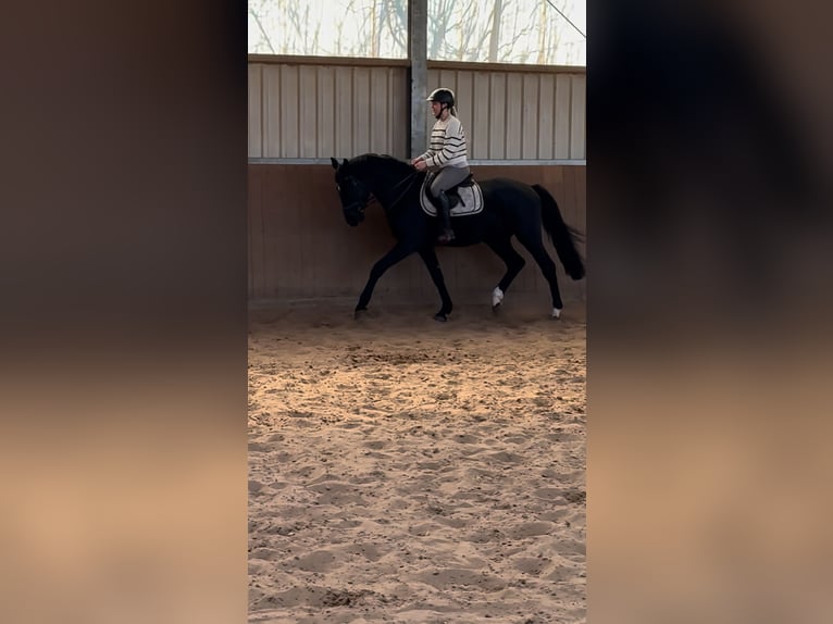 Westphalian Stallion 4 years 16.1 hh Black in Bünde