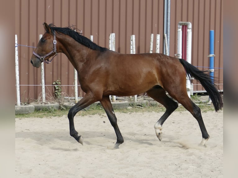 Westphalian Stallion 4 years 16,1 hh Brown in Borgentreich