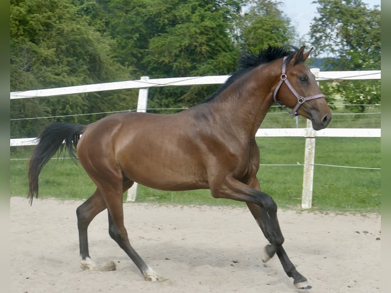 Westphalian Stallion 4 years 16,1 hh Brown in Borgentreich