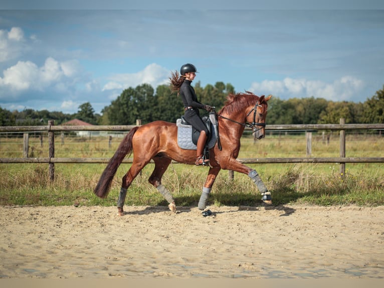 Westphalian Stallion 4 years 16,1 hh Chestnut-Red in Rhede