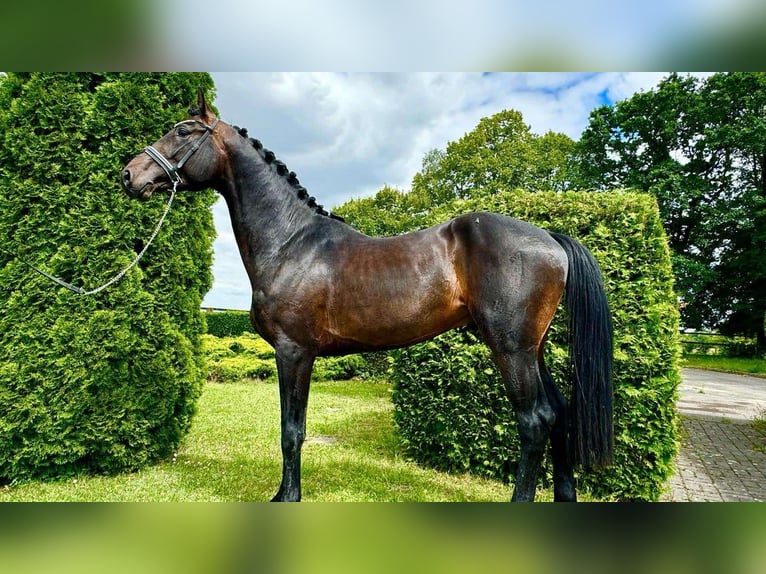 Westphalian Stallion 4 years 16,2 hh Bay-Dark in KRAJENKA