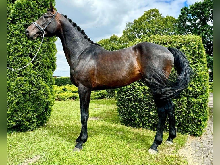 Westphalian Stallion 4 years 16,2 hh Bay-Dark in KRAJENKA