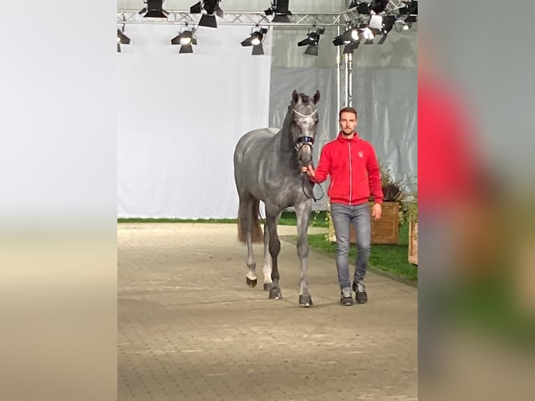 Westphalian Stallion 4 years 16,2 hh in Wetschen
