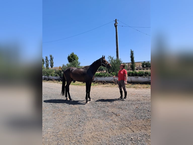 Westphalian Stallion 4 years 16.3 hh Brown in Estella/Lizarra