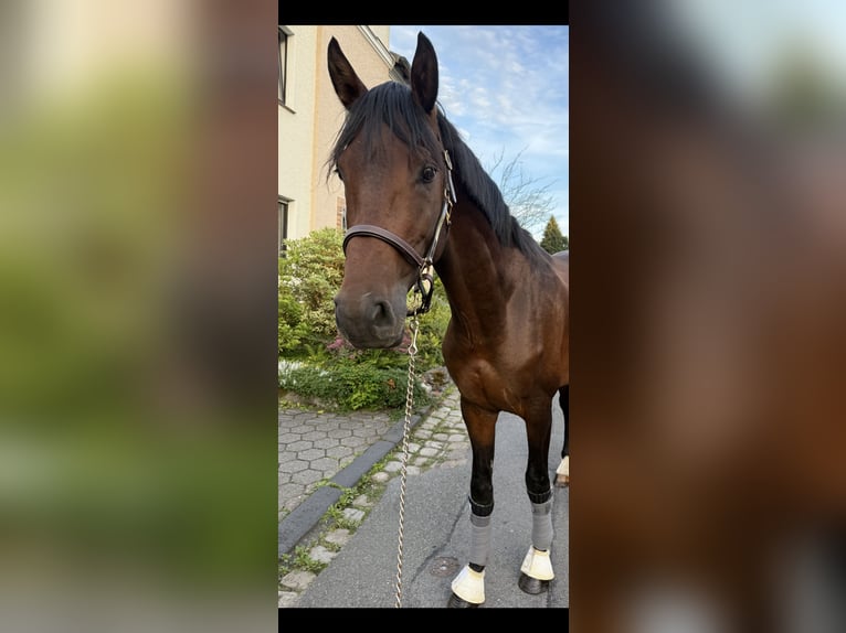 Westphalian Stallion 4 years 16 hh Brown in Witten
