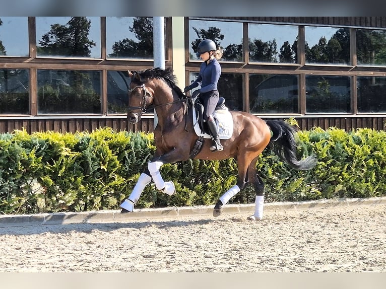 Westphalian Stallion 4 years 16,1 hh Bay in Ludwigsfelde