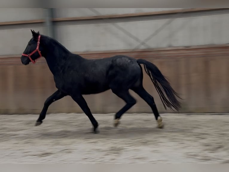 Westphalian Stallion 4 years 16,1 hh Black in Zieuwent