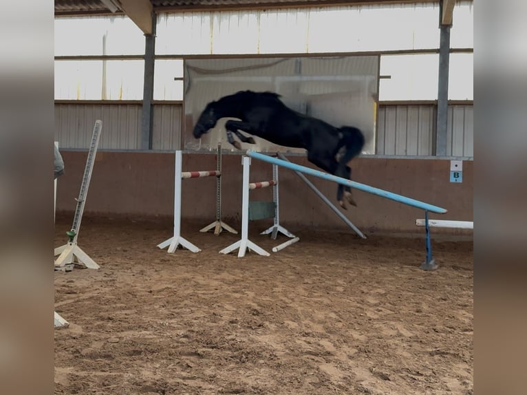 Westphalian Stallion 4 years 16,1 hh Black in Bünde