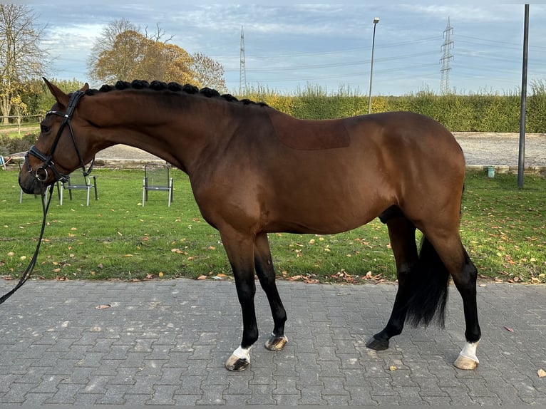 Westphalian Stallion 4 years 16,1 hh Brown in Neuss