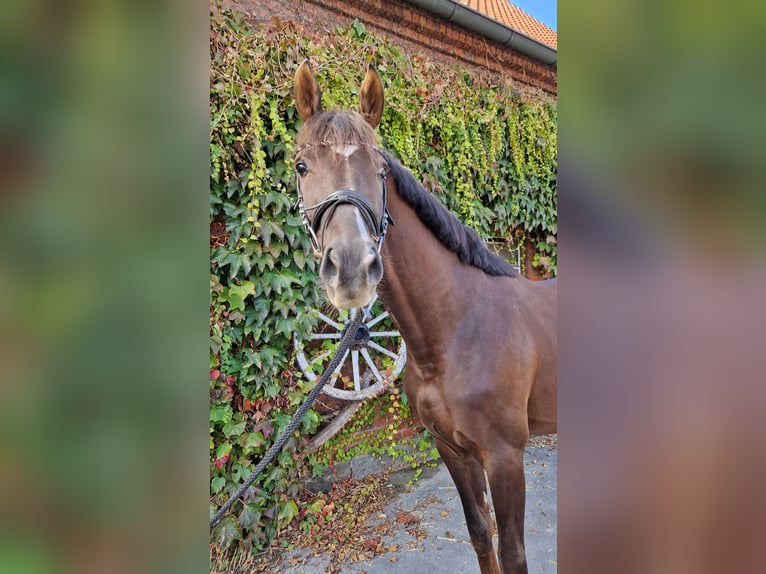 Westphalian Stallion 4 years 16,1 hh Chestnut in Rheda-Wiedenbrück
