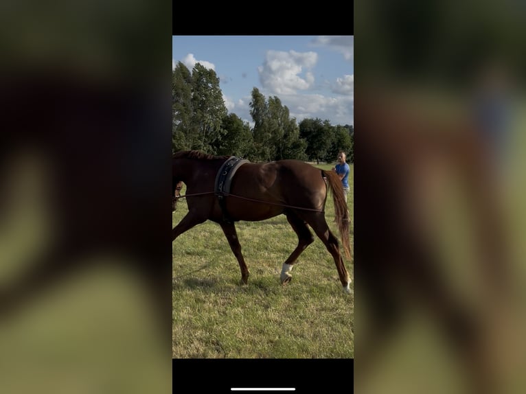 Westphalian Stallion 4 years 16,1 hh Chestnut in Wagenfeld