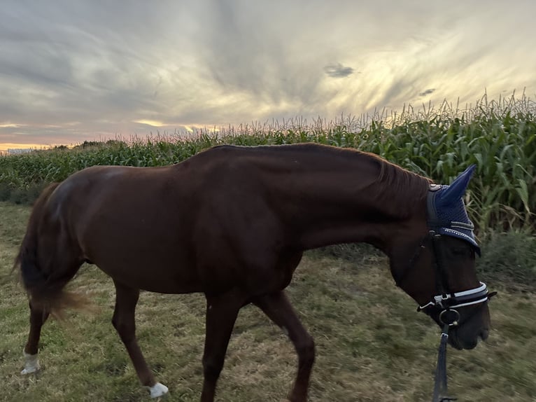 Westphalian Stallion 4 years 16,1 hh Chestnut in Wagenfeld