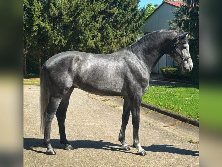 Westphalian Stallion 4 years 16,2 hh Gray in Murska Soboda