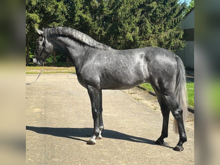 Westphalian Stallion 4 years 16,2 hh Gray in Murska Soboda