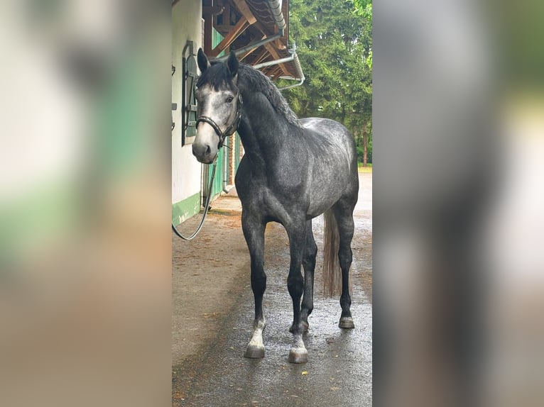 Westphalian Stallion 4 years 16,2 hh Gray in Murska Soboda