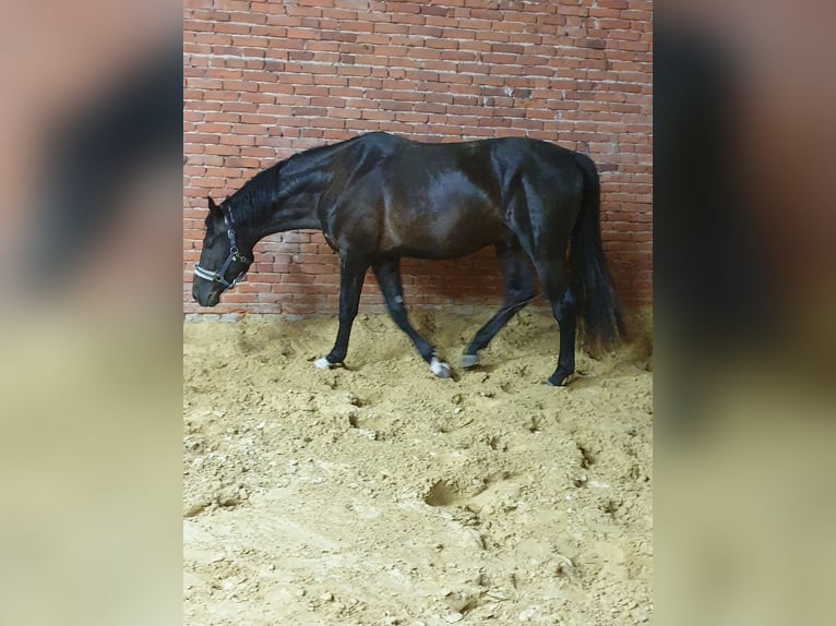 Westphalian Stallion 4 years 17 hh Bay-Dark in Wadersloh
